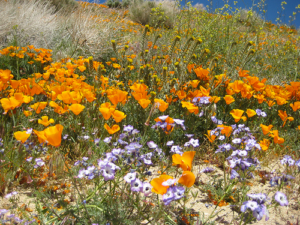 flowers in the spring