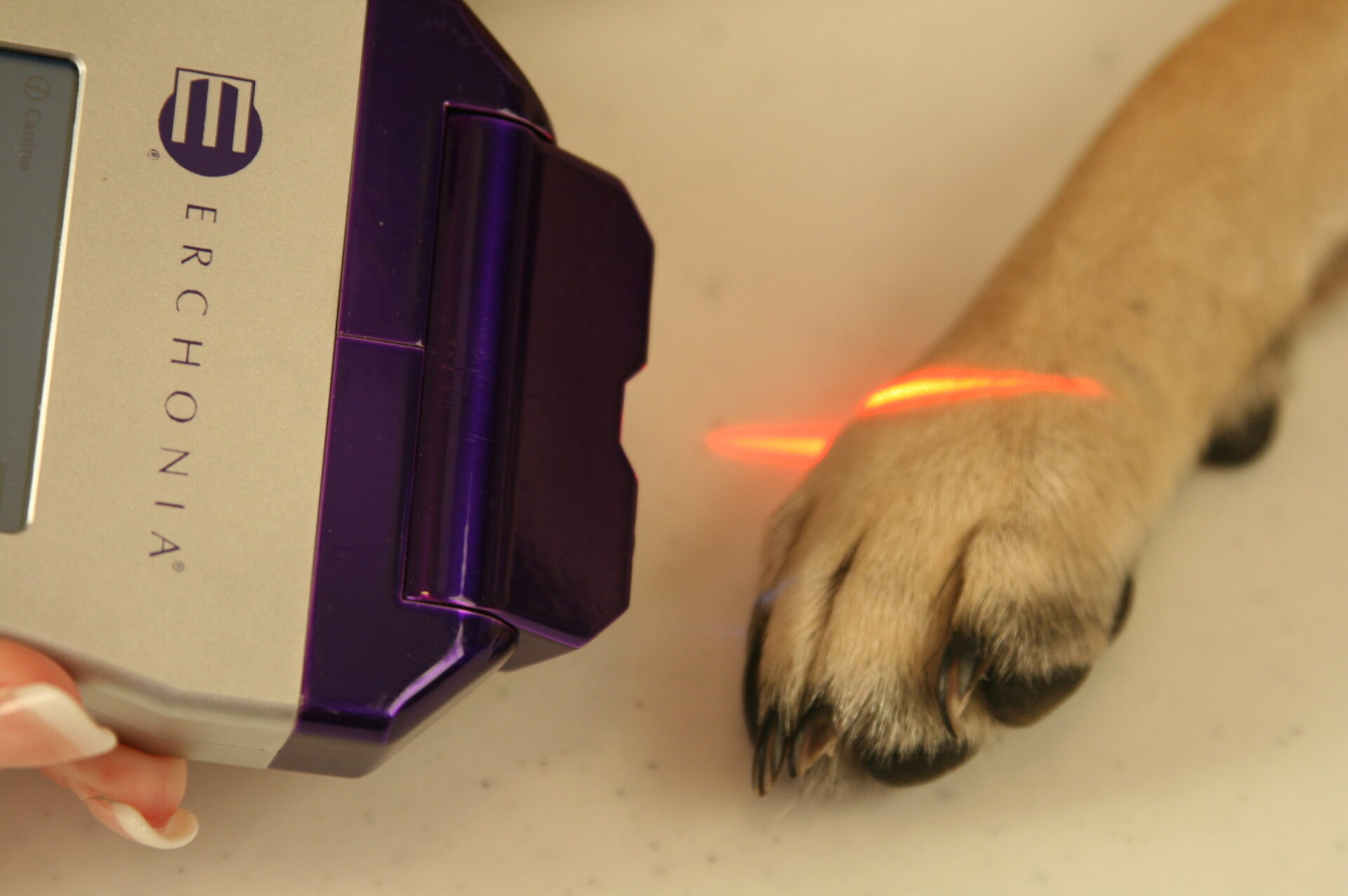 Paw and digit