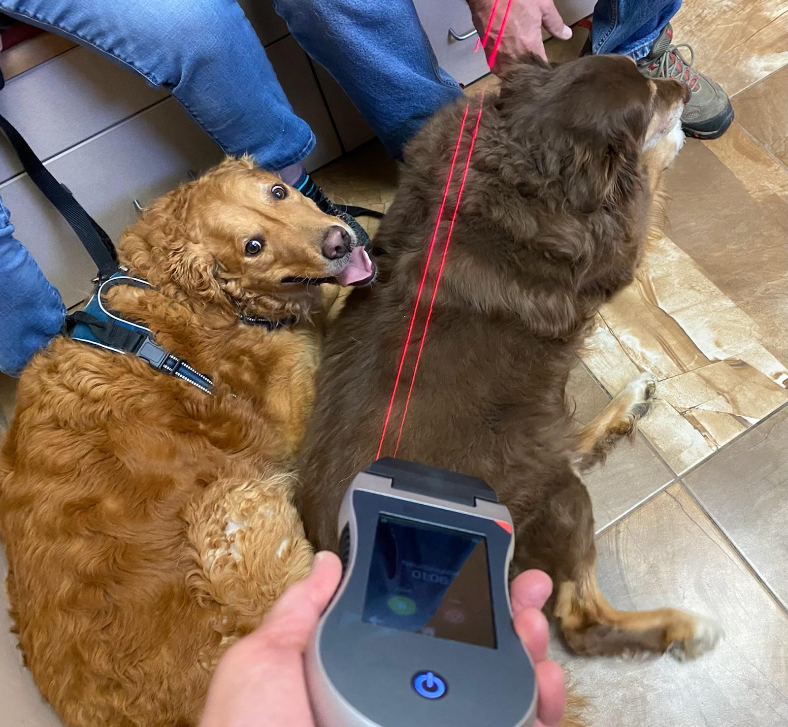 Dog getting treated by the VLS veterinary red laser