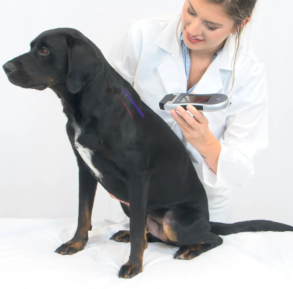 Veterinary laser therapy treatment on dog