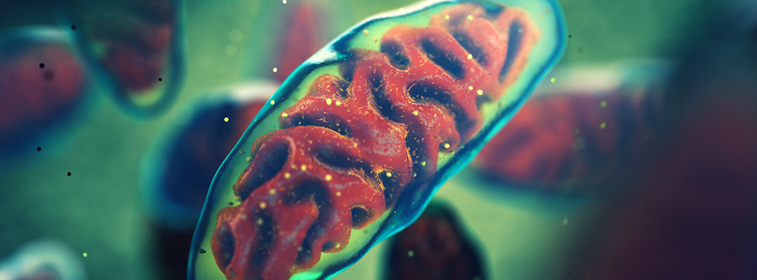 Mitochondria are cellular organelles found in most eukaryotic organisms, 3d illustration. Adenosine triphosphate (ATP) is generated in mitochondria and is a source of chemical energy.
