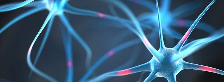 Neurons in the brain