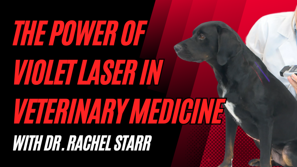 Unveiling the Power of Violet Laser in Veterinary Medicine | Dr. Rachel Starr