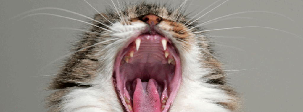 Laser Therapy for Periodontal Disease and Improving Pet Dental Health
