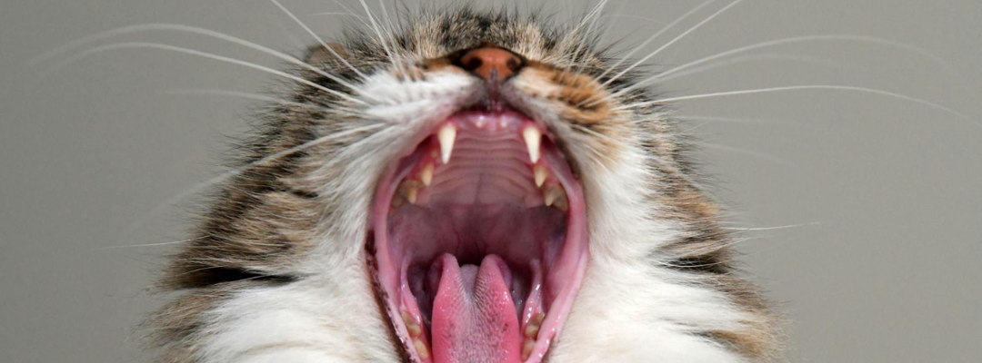 Cat Yawning to Show Teeth and Oral Health