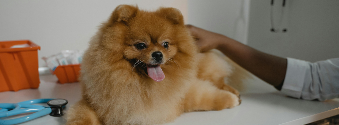 Dog Getting Pain Treatment at Veterinary Clinic