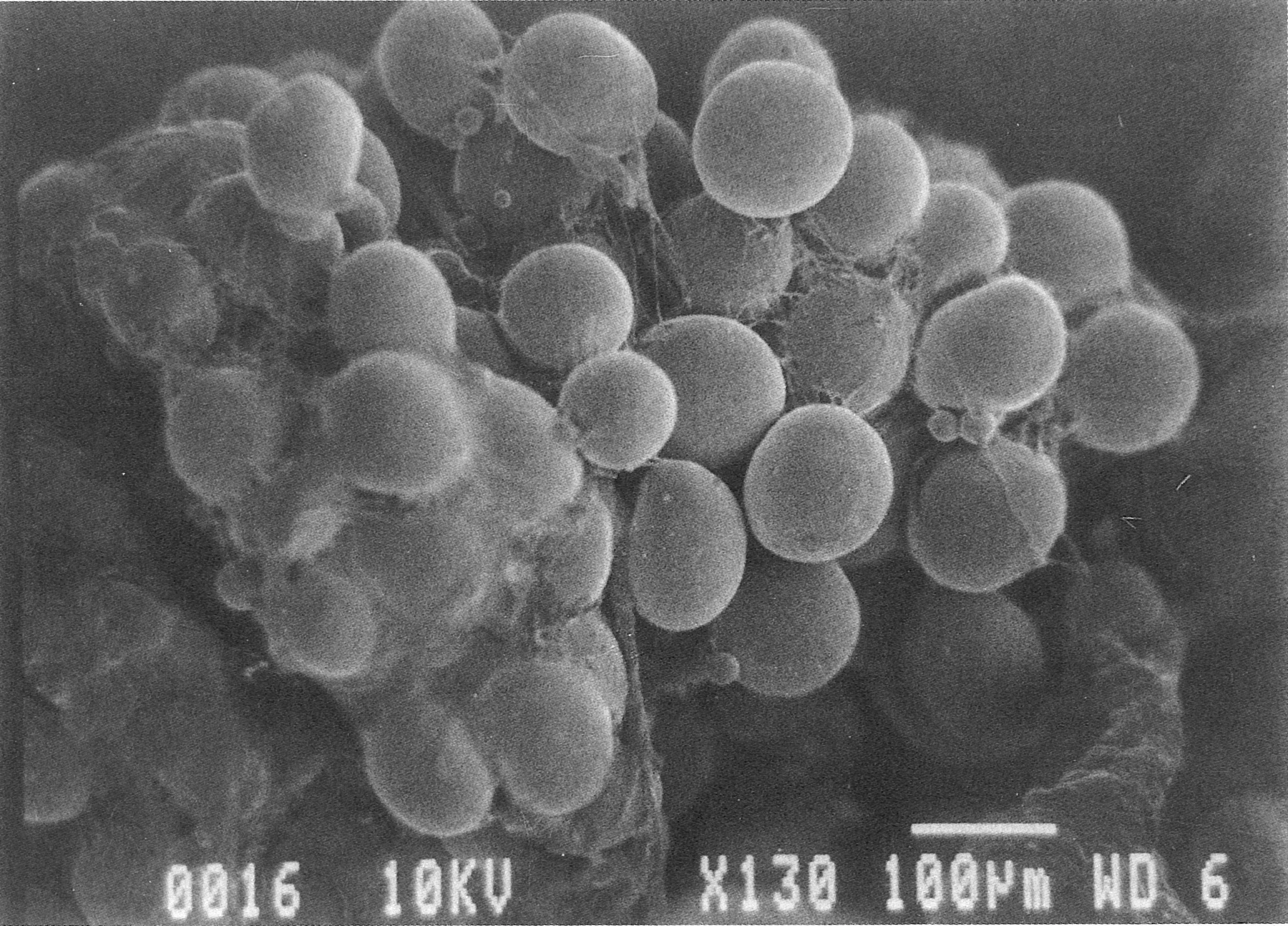 0 minutes — filled adipose cells
