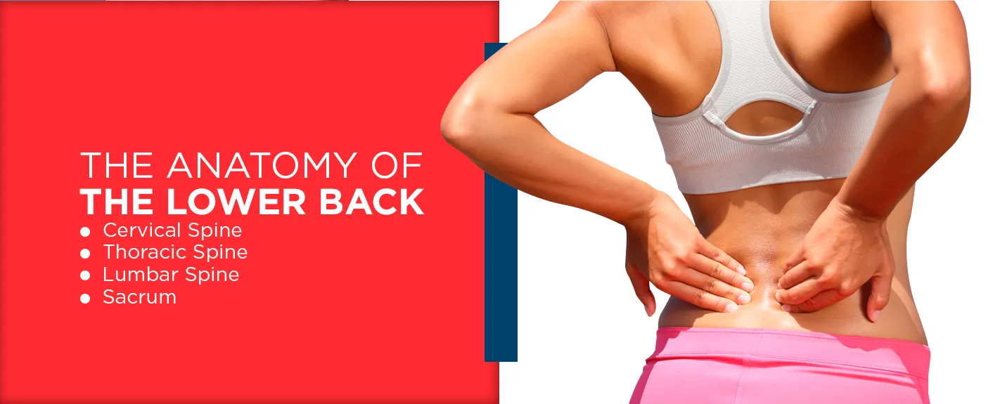 the-anatomy-of-the-lower-back