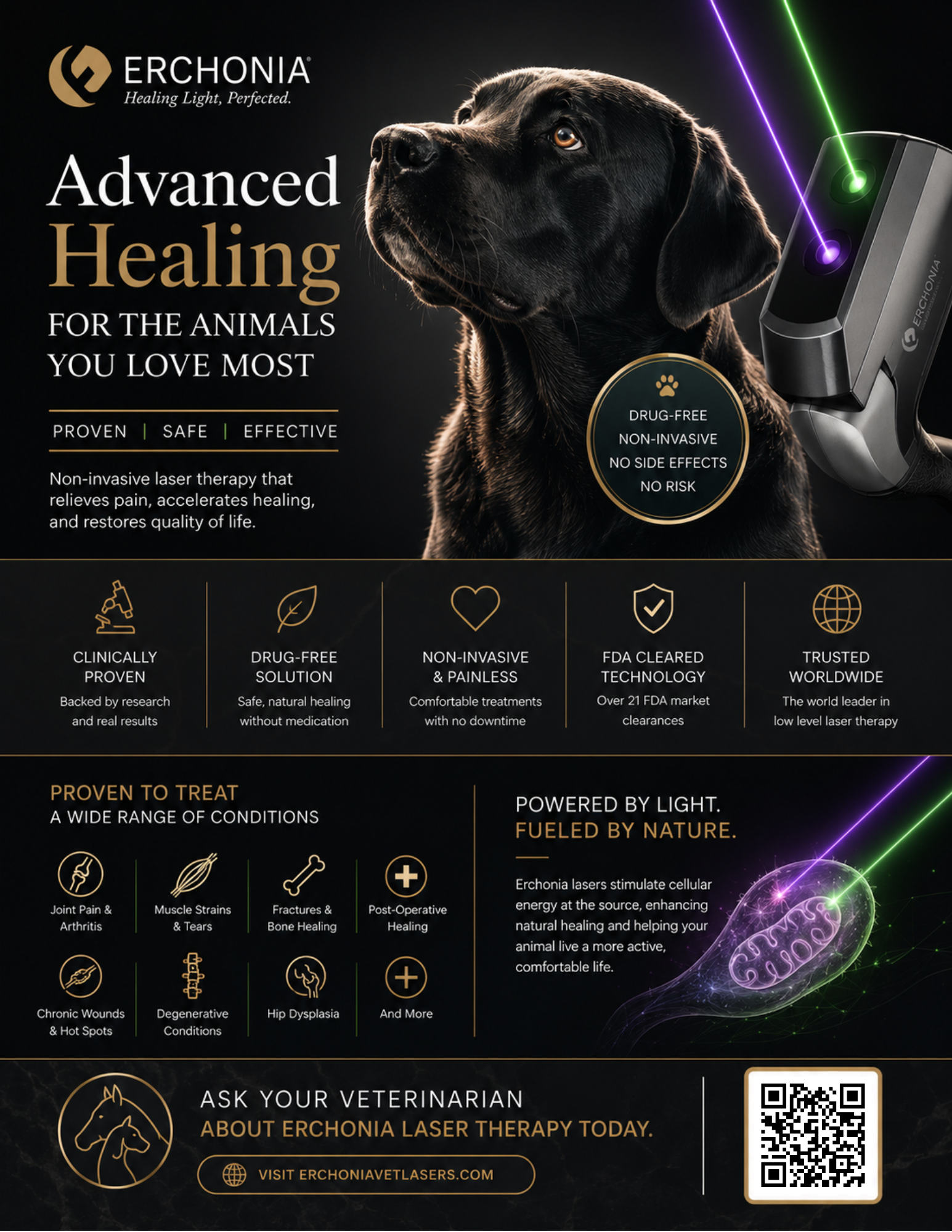Vet Flyer 2
