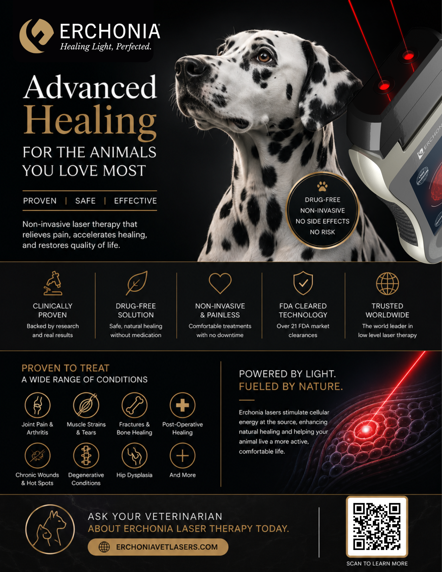 Vet Flyer 3