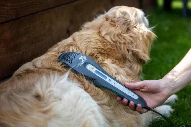 Handheld laser therapy device applied to a dog's back for pet pain management and joint support