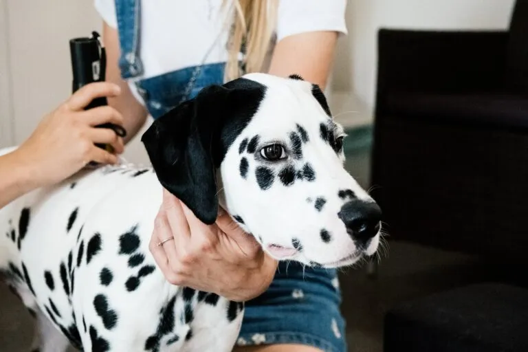 Pet owner applying handheld laser therapy to a dalmatian for non-invasive veterinary pain relief