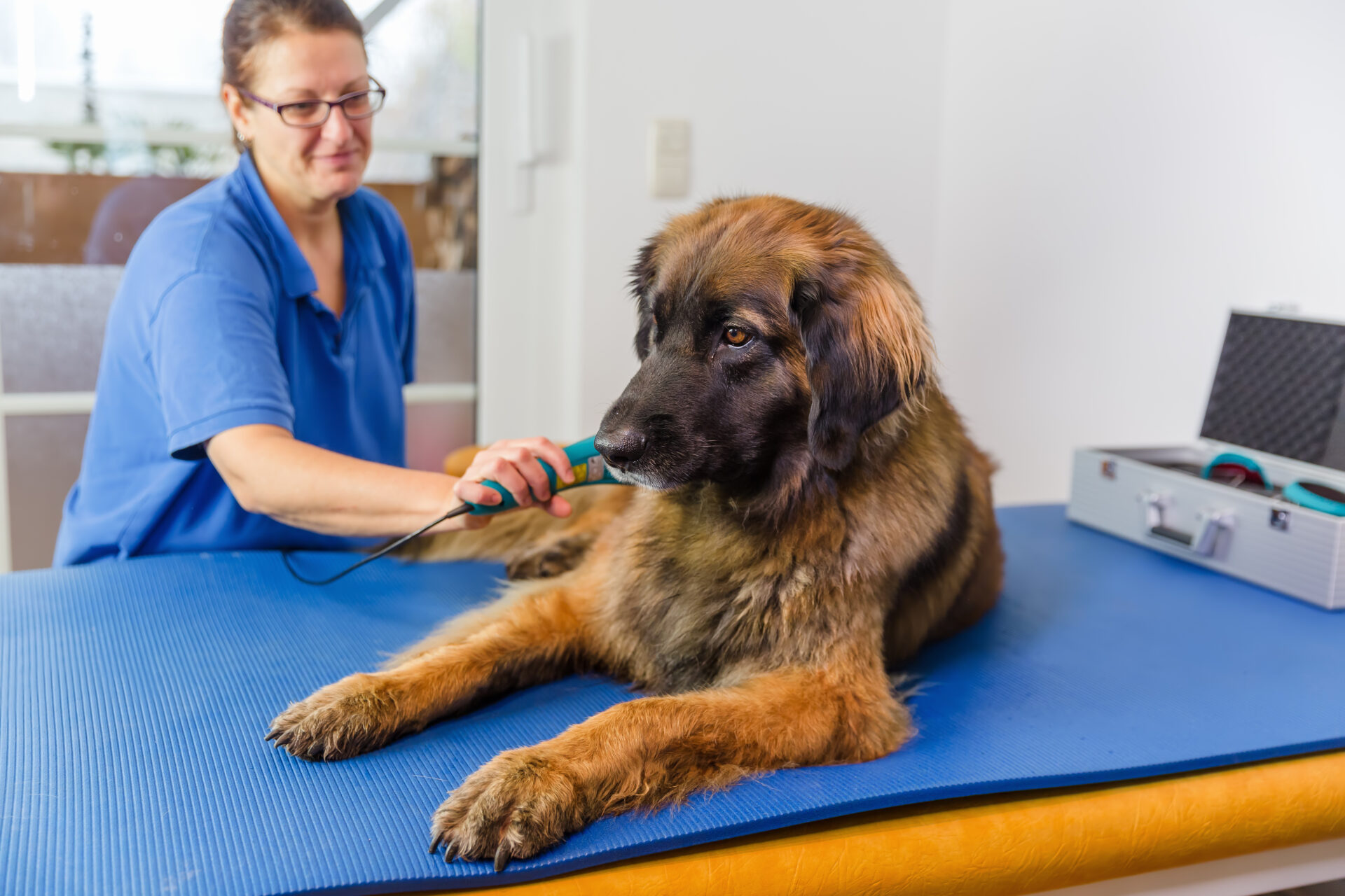 Veterinarian performing low-level laser therapy on a large dog in a clinical setting for pain and inflammation management