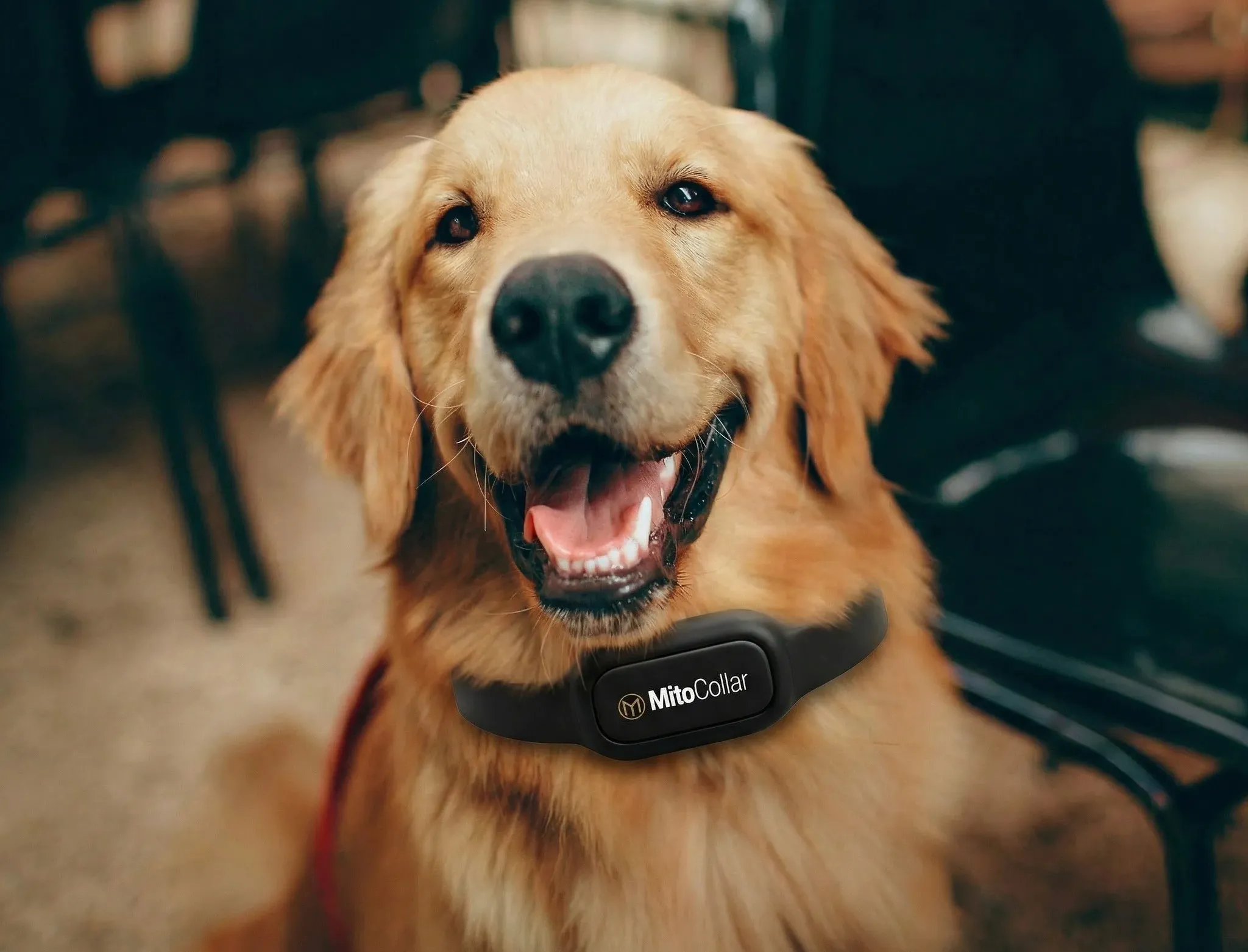 A golden retriever wearing a MitoCollar