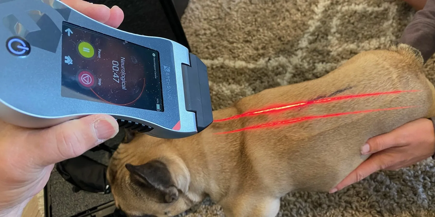 A dog being treated with an Erchonia handheld laser at home