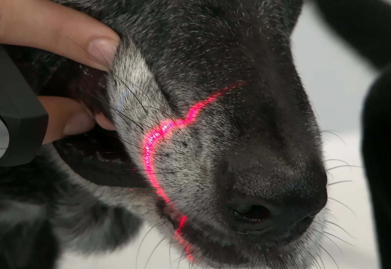 A veterinarian treating a dog with an Erchonia handheld laser