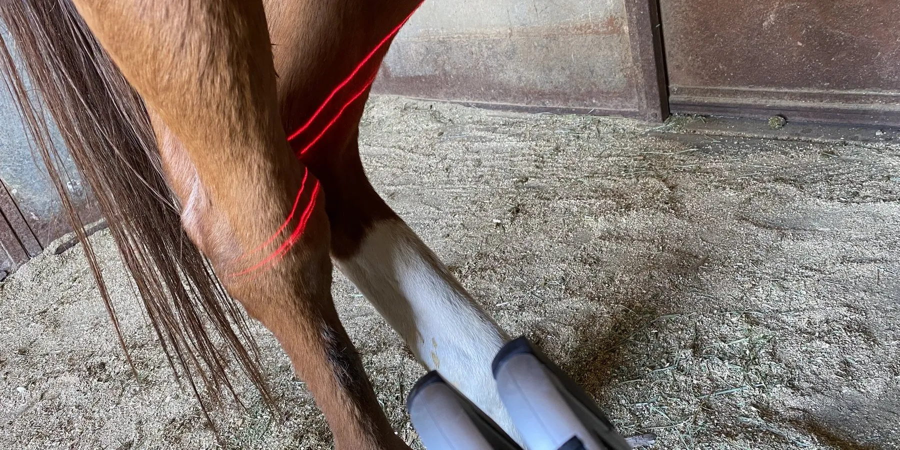 A horse being treated with an Erchonia laser in a barn