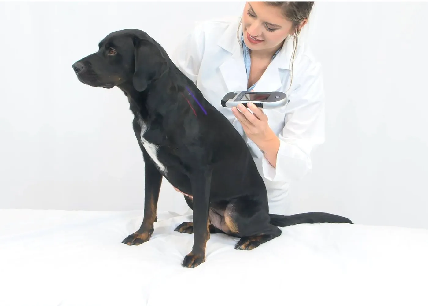 A veterinarian with a black Labrador and an Erchonia handheld laser