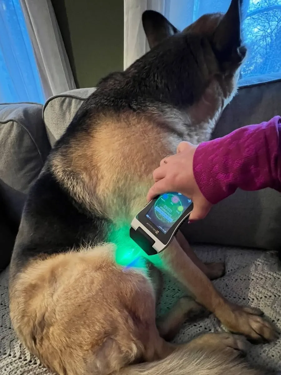 A veterinarian treating a dog with a handheld Erchonia laser