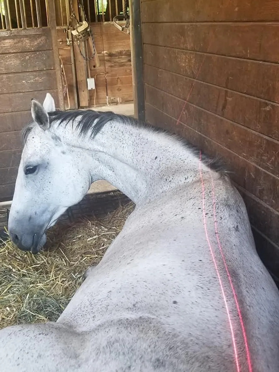 A horse being treated with an Erchonia laser in a barn