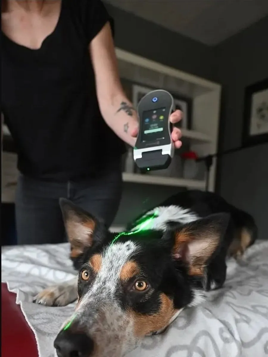 A dog being treated with an Erchonia laser during rehabilitation