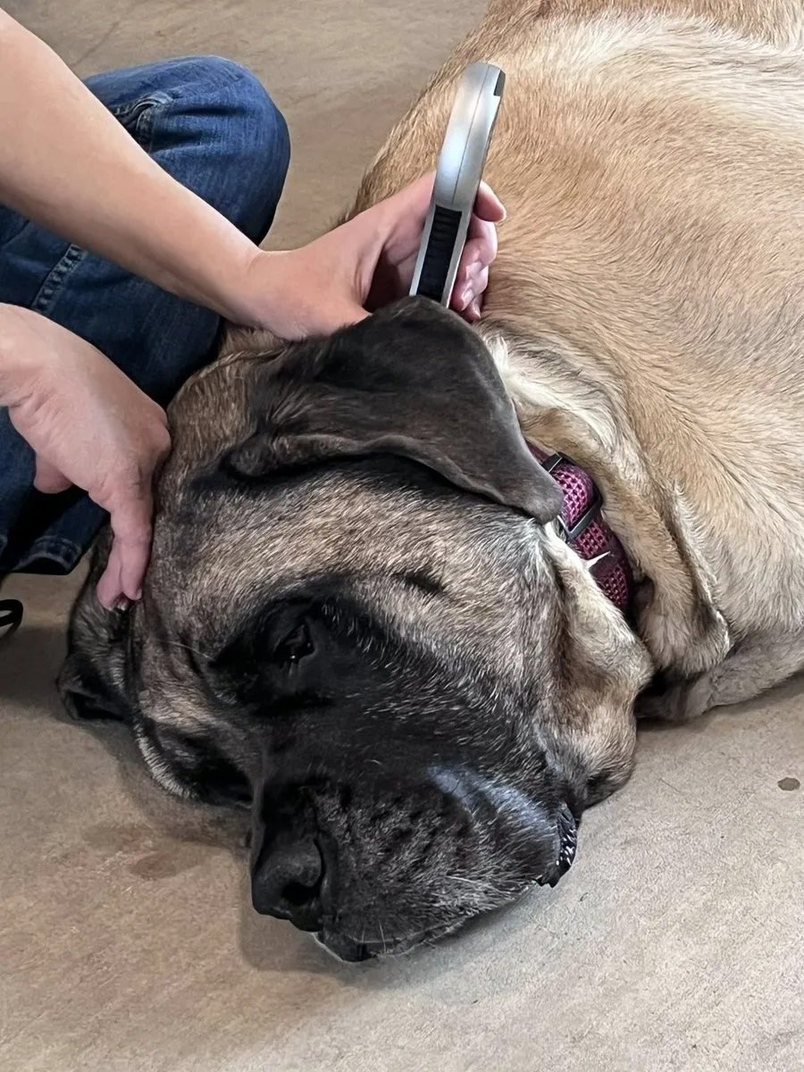 A veterinarian treating a patient with an Erchonia handheld laser