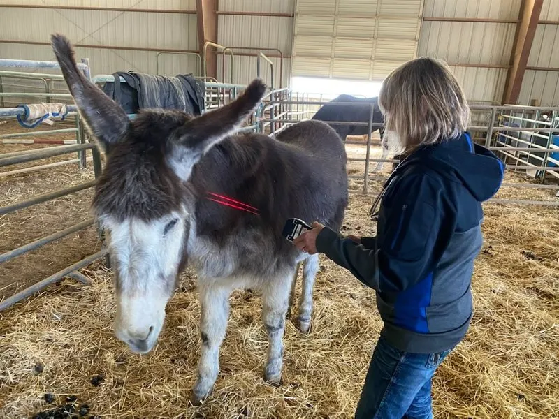 Equine and livestock