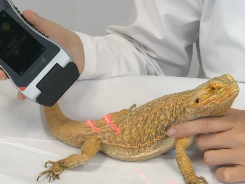 Reptiles and exotics